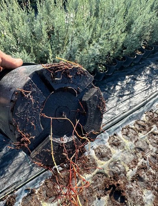 Кипарис аризоника Фастигиата хидли оригинал