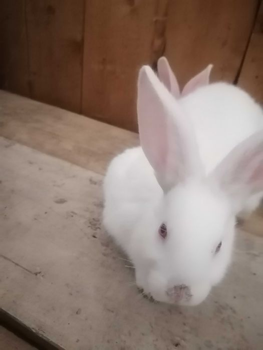 Vând iepuri i hycole pui de 6 săptămâni