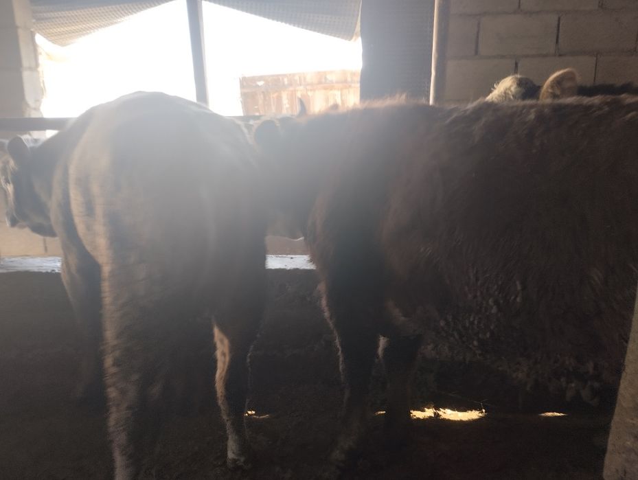 Срочно продажа быка...