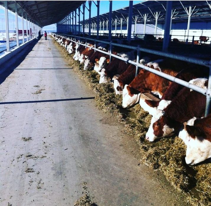 Кормораздатчик ( смеситель кормов )