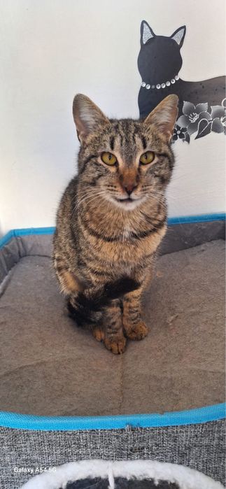 кошки в добрые руки