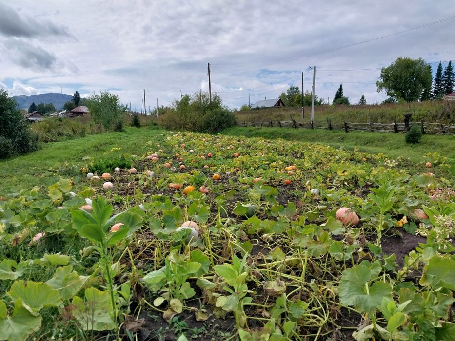 Продам тыкву много