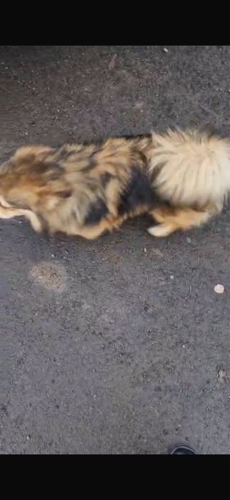 Надена собака ухоженная домашняя!