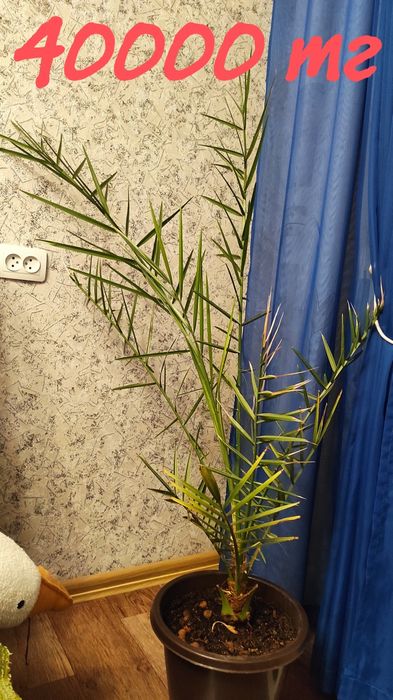 Цветок Финик - пальма