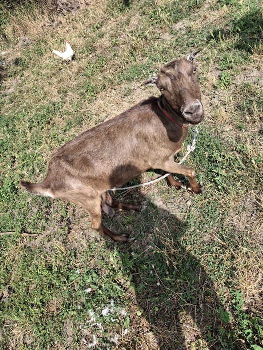 Vând 4 capre! 2 iedite si doua cu lapte