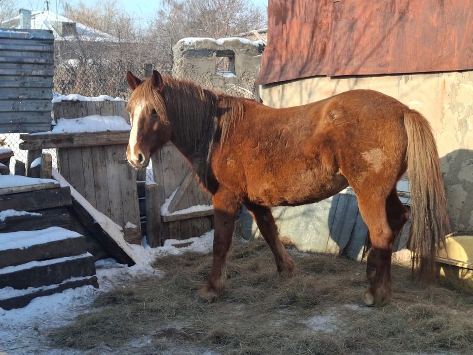 Жылқы сатамын бие, дөнен, байтал.