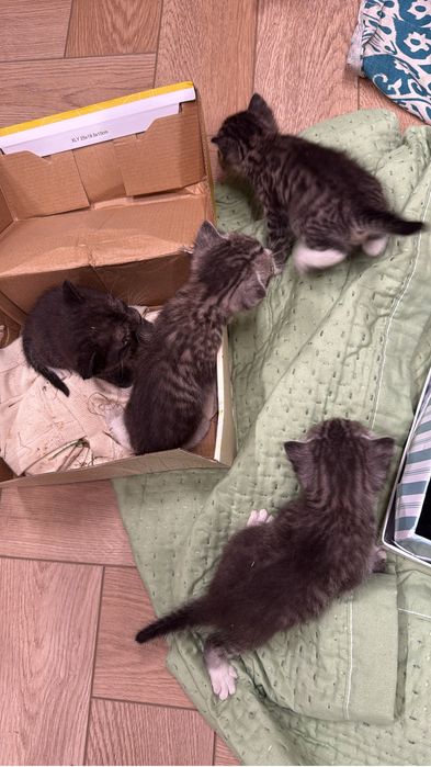 Котята в добрые руки, нашли во дворе под домом, чистенькие