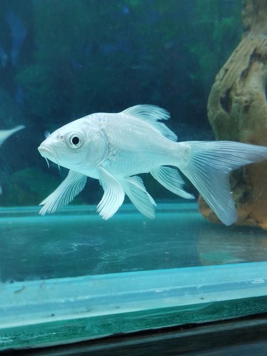 Akvarium baliq sotiladi.