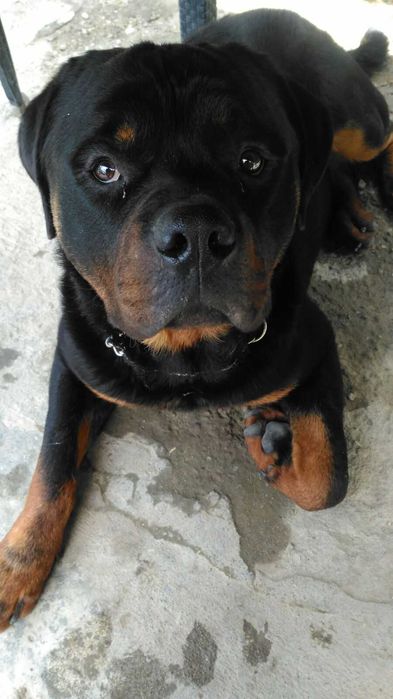 servicii de dresaj si pensiune canina