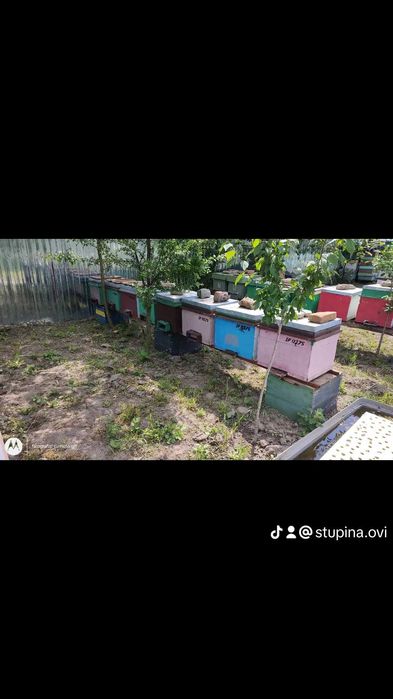 Apicultor vând miere de albine 100% naturala