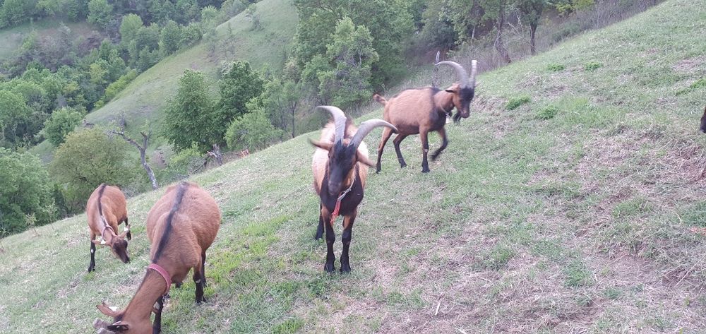 Vând lapte de capră rasa alpina franceza