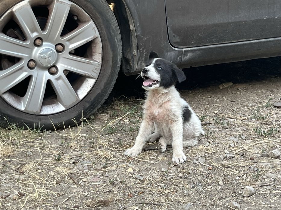 Бебенца на 45 дни, търсят груживни стопани