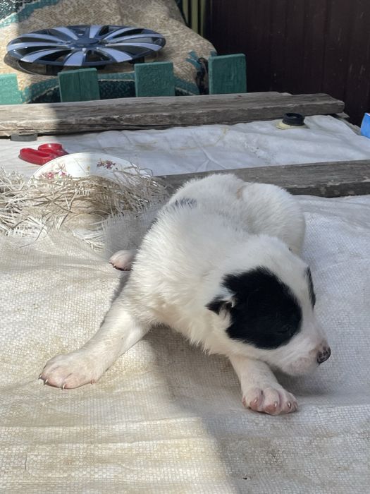 продам щенки алабая