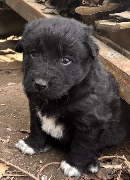 Щенки дворняжки!