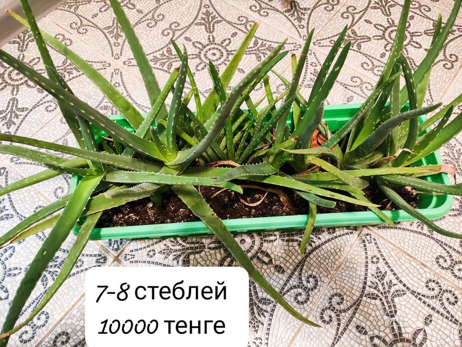 Растение Алоэ вера