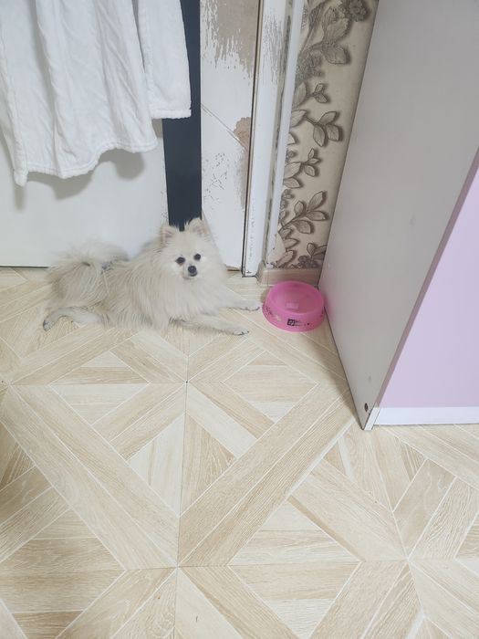 Продается собака