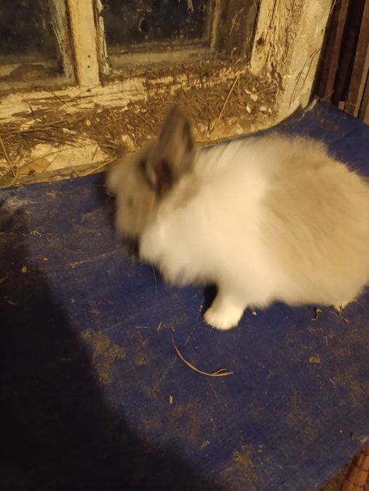 Декоративный мальчик