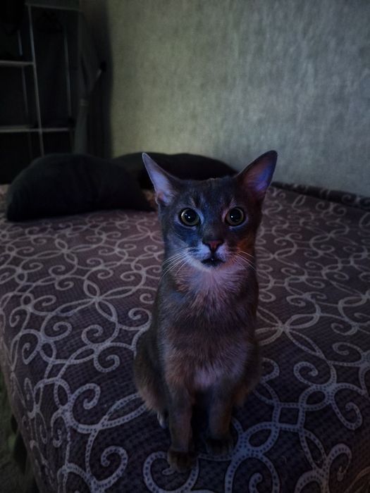 Отдам кота в добрые руки