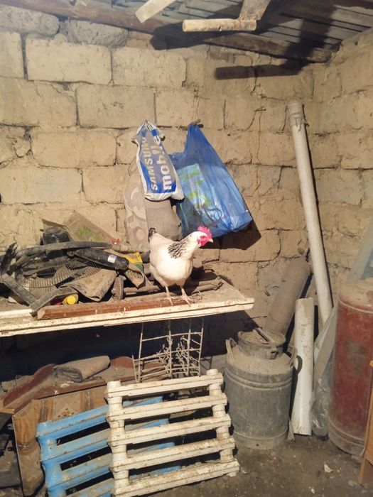 Кури Адлер продается домашные