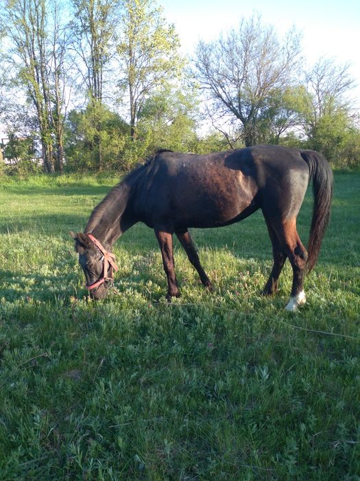 Iapa de căruță de vânzare