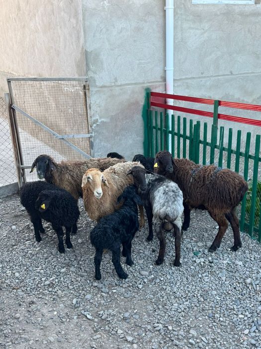 Қозылы қойлар сатылады