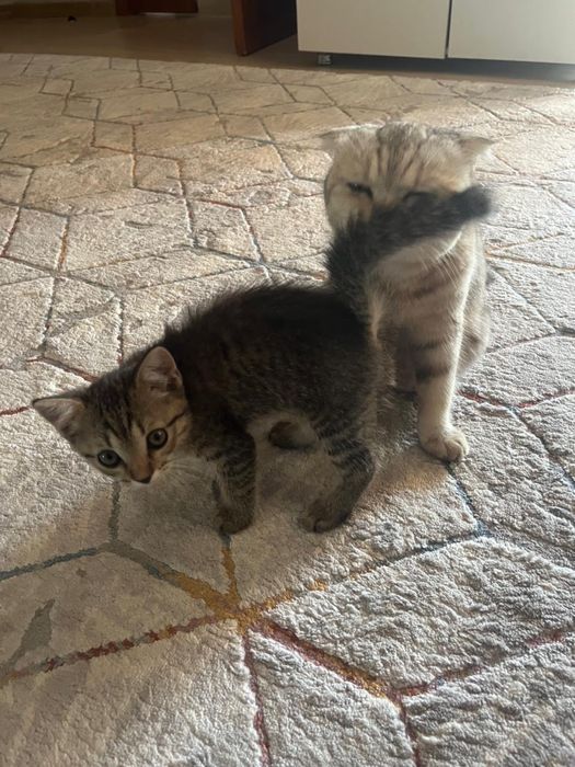 Скотиш фолд котенок