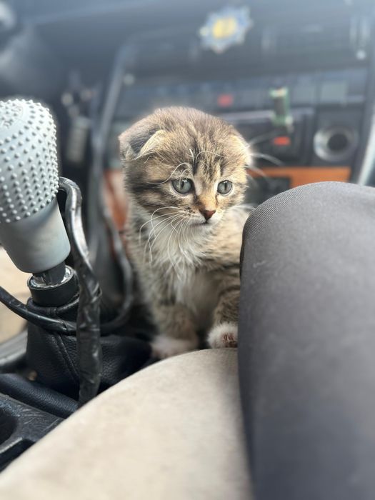 Котёнок 1 месяц продам