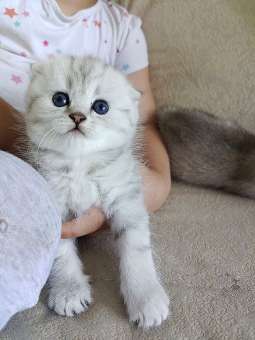 Шикарный шотландец на вязку