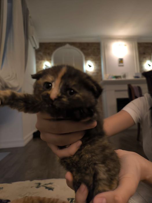 котята британцы чистокровки