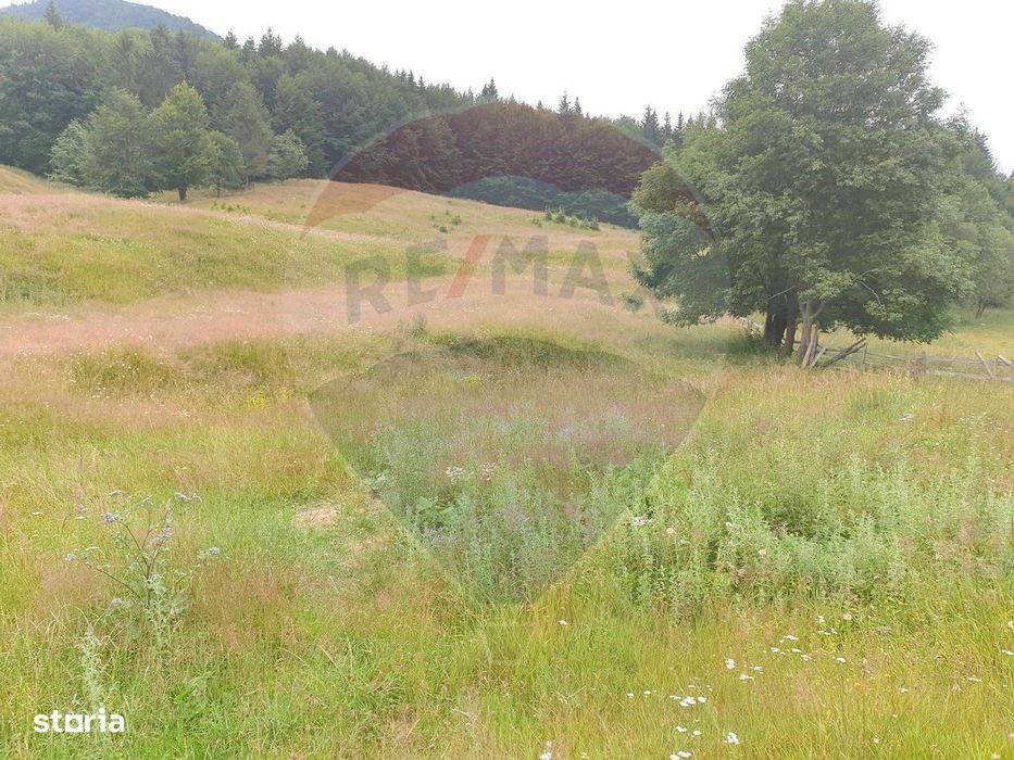 Teren 20000 mp, sat Dalghiu, com Vama Buzaului
