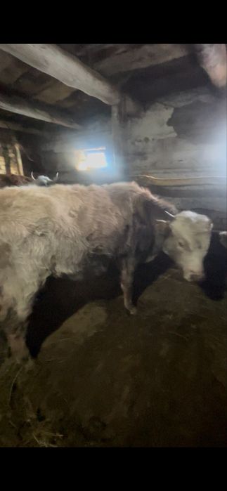 1 жасар бұқа сатылады