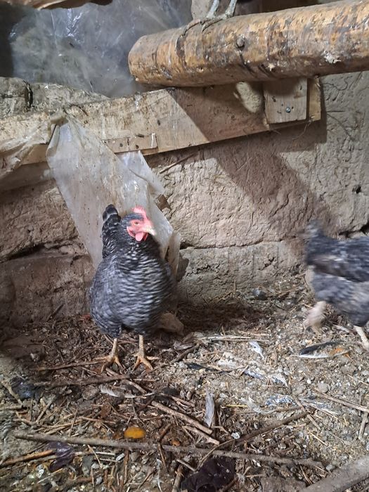 Прадам куры петух