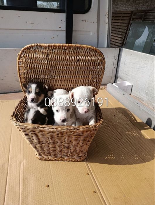 Малки кученца търсят дом