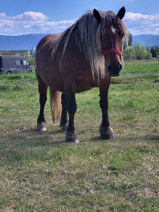 4 iepe de vanzare geatante