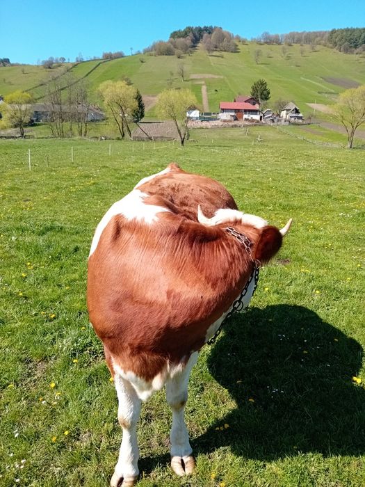 Vind vaca baltata romaneasca