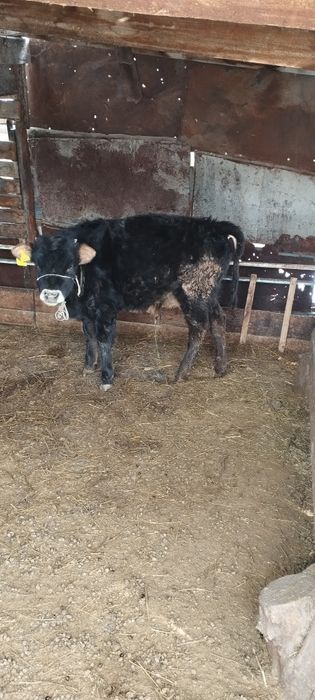 Еркек бұзау сатылады