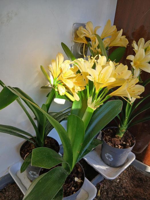 цветя Жълта Кливия