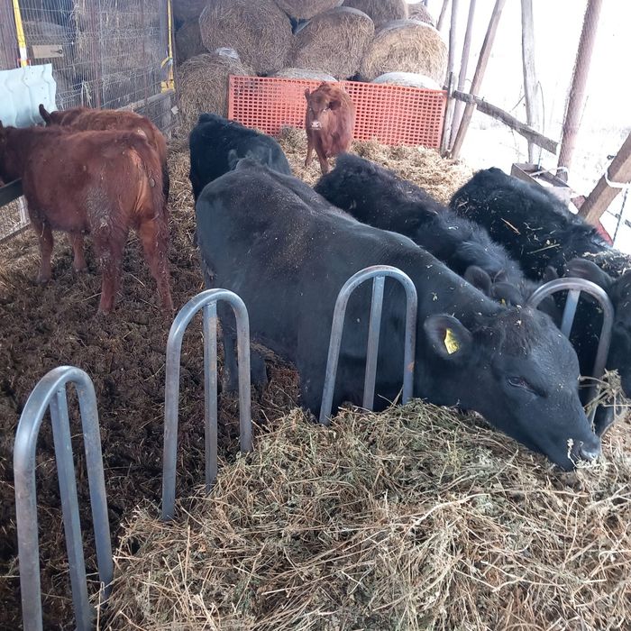 Vitei angus de vanzare