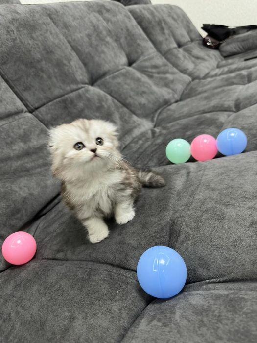 Продаю шикарных котят.