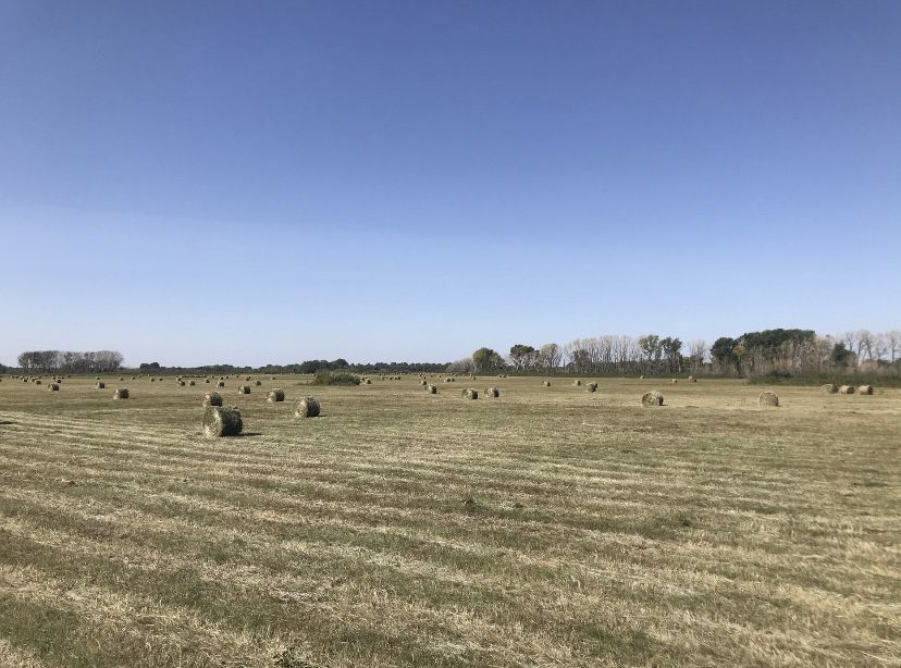 Продам Рулоны Луговые!!