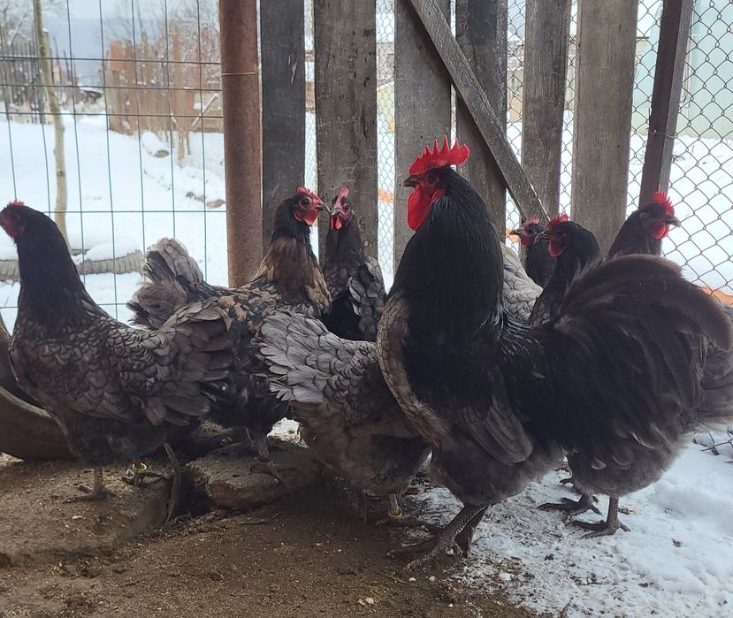 Ouă incubat Australorp si New Hampshire