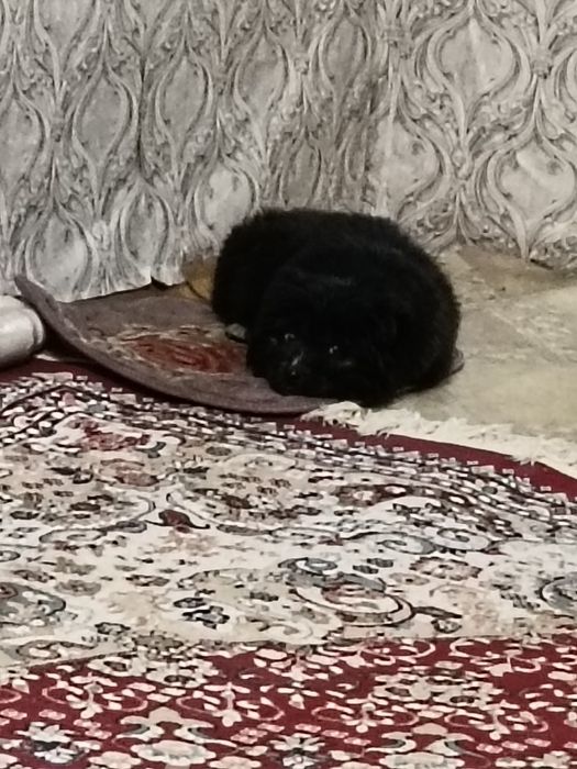 Собачка ищет хозяина