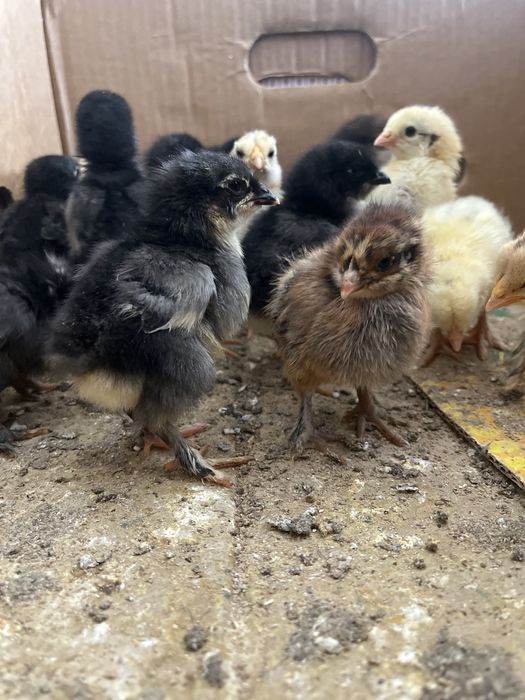 Цыплята из домашних яйиц