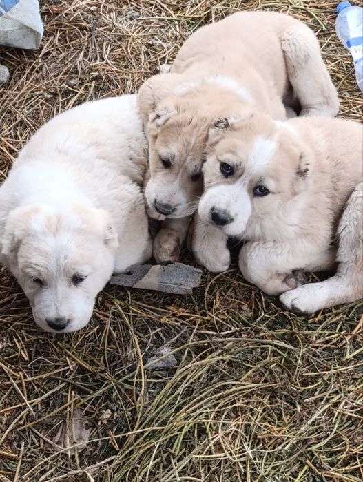 Alabay kuchuk bolalari