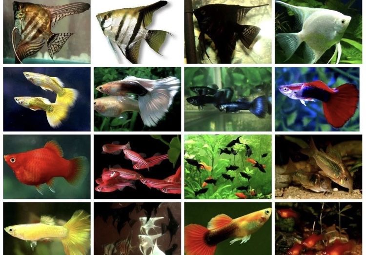 Аквариумные  рыбки