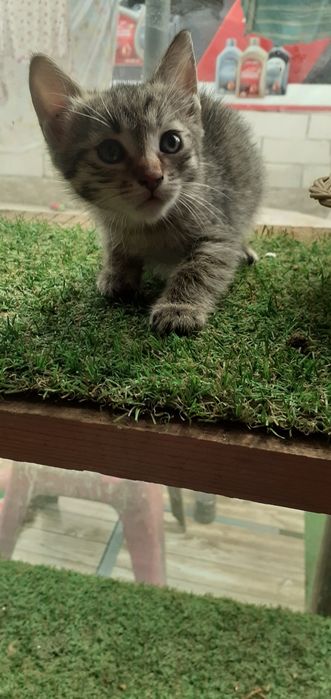 Pisicute pt adoptie