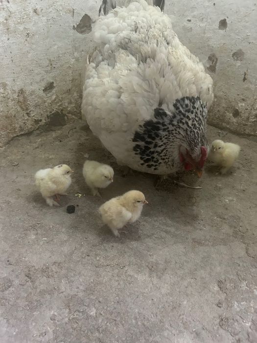 Продаются Цыплята Брама