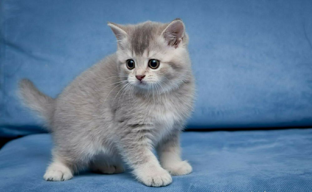 Super skidka mushukchalar sotiladi