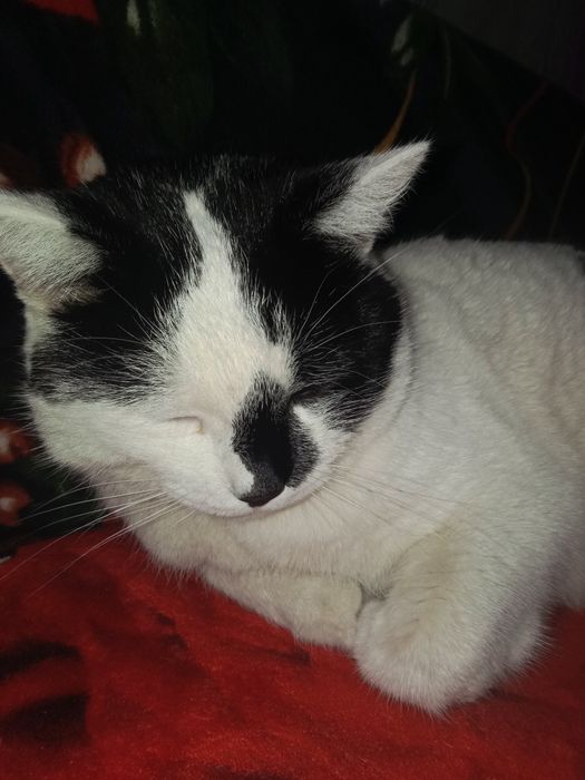 Отдам кота бесплатно