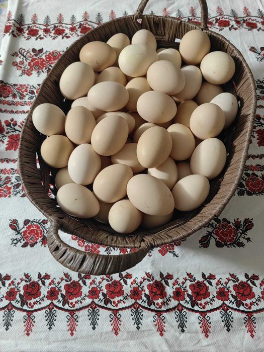 Ouă BIO de casă !!! – Beznea, Bihor